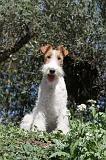 FOX TERRIER 120